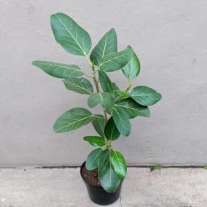 Ficus Audrey