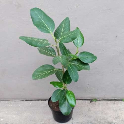 Ficus Audrey