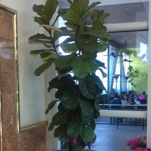 Fiddle Leaf Fig