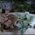 Fittonia (Nerve Plant) Care