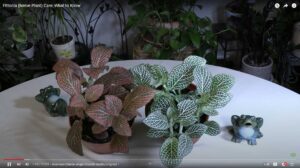 Fittonia (Nerve Plant) Care