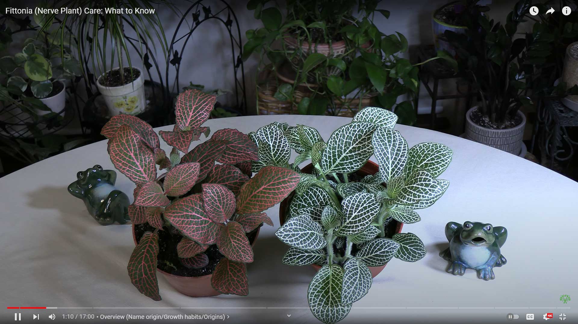 Fittonia (Nerve Plant) Care: What to Know - Healthy Houseplants