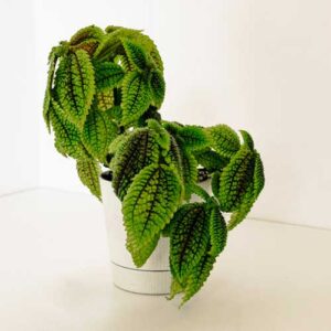 Friendship plant (Pilea involucrata)