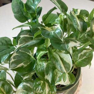 Glacier-Pothos