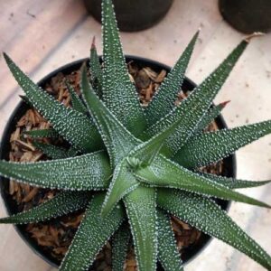 Haworthia Plant