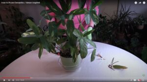 How to Prune Ctenanthe