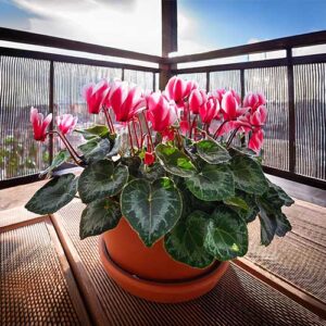 Ivy-Leaf Cyclamen (Cyclamen hederifolium)