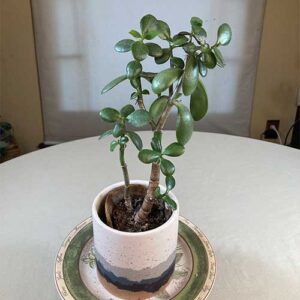 Jade-Plant