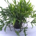 Kangaroo Paw Fern (Microsorum diversifolium) Care Guide 🌟 - Healthy ...