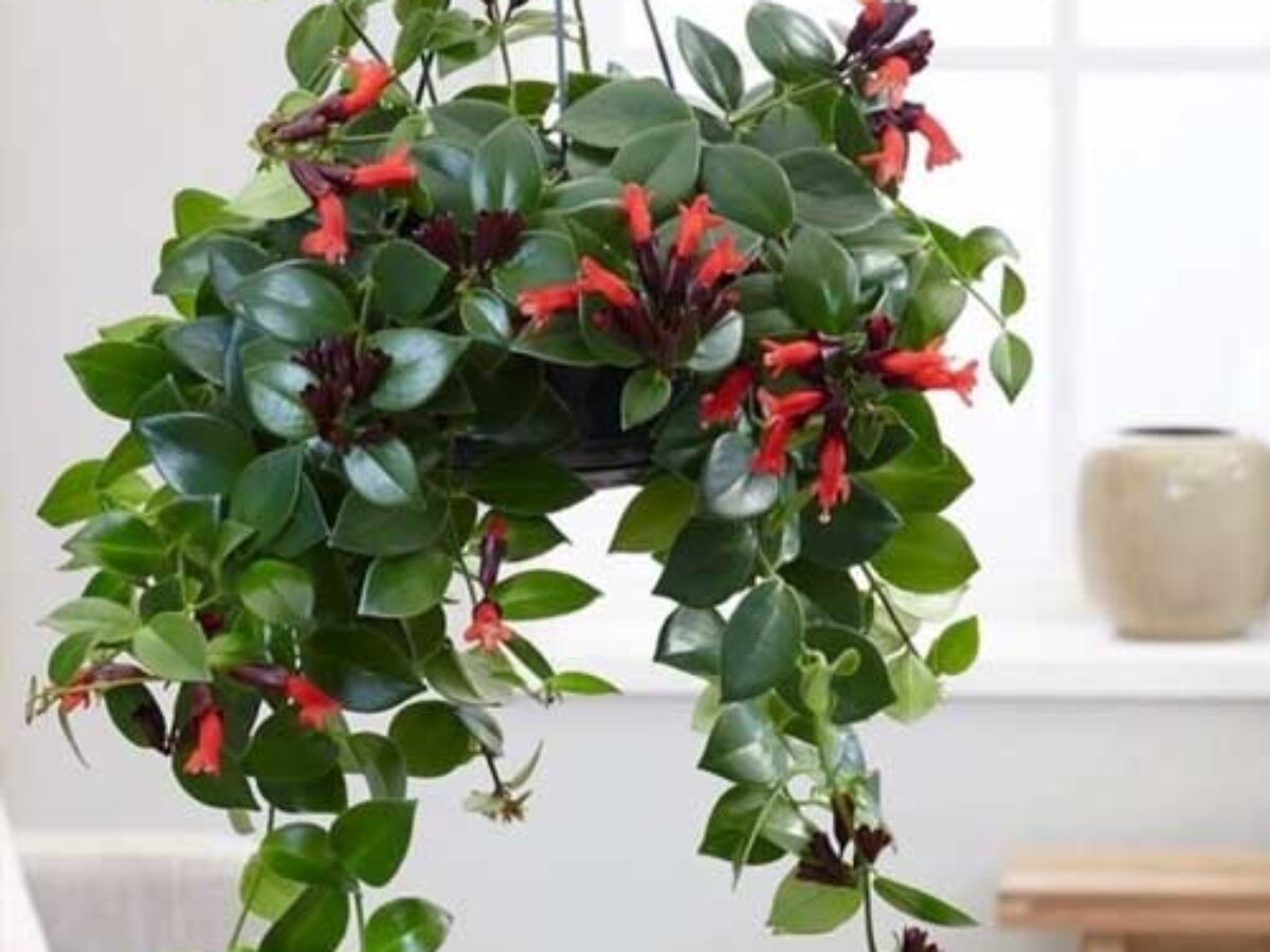 Lipstick plant 8” outlets pot with buds