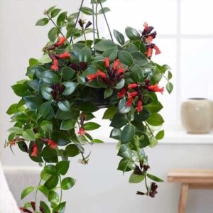 Lipstick Plant(Aeschynanthus radicans)