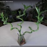 Lucky Bamboo (Dracaena sanderiana)