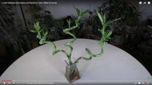 Lucky Bamboo (Dracaena sanderiana)