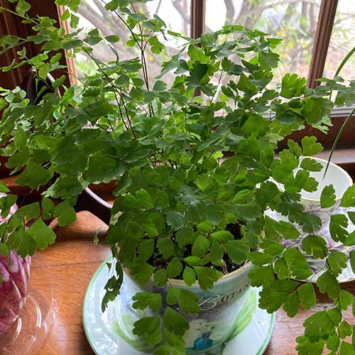 Maidenhair-Fern