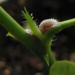 Mealybugs