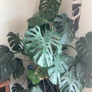 Monstera Deliciosa