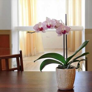 Moth Orchid (Phalaenopsis)