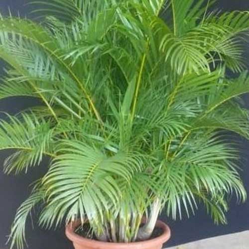 Neanthe Bella Palm Chamaedorea elegans Care Guide Healthy Houseplants