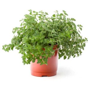 Oregano