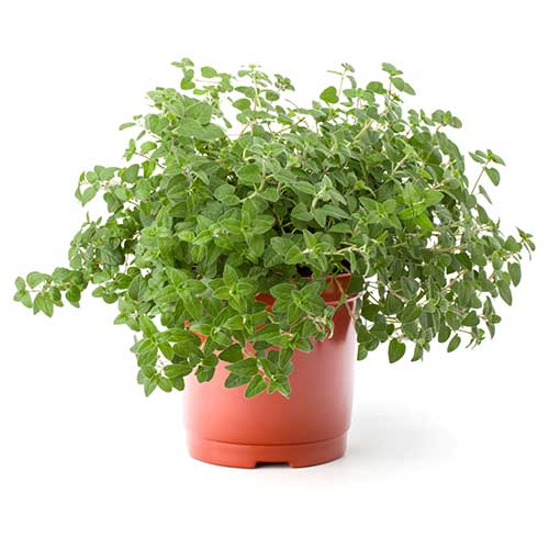 Oregano