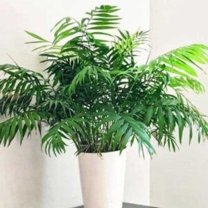 parlor palm