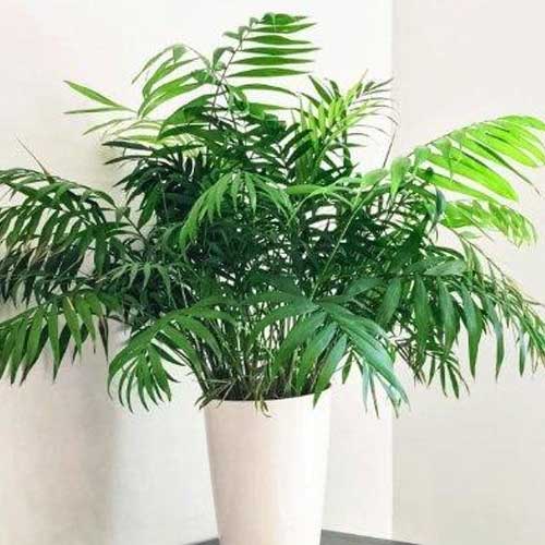 Parlor Palm Chamaedorea elegans Care Guide Healthy Houseplants