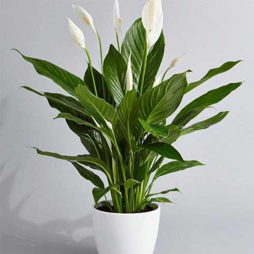 Peace Lily Plant