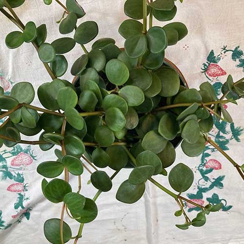 Peperomia Hope (tetraphylla)