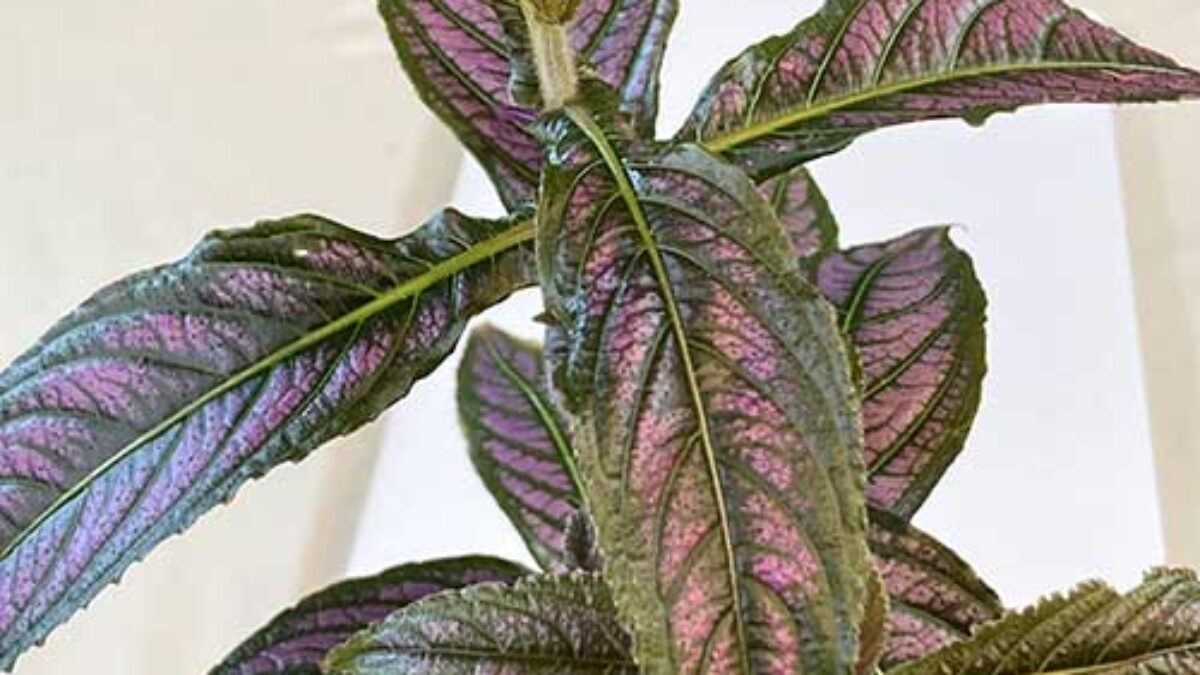 Persian shield / Royal Purple top