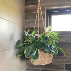 Philodendron Birkin