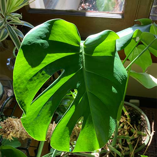 Philodendron