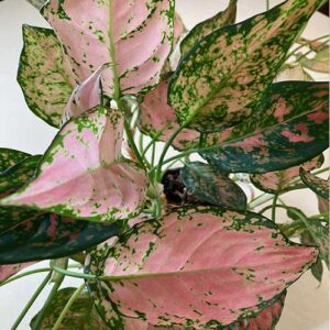 Pink Chinese Evergreen (Aglaonema Plant)