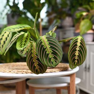 Prayer-Plant-Maranta