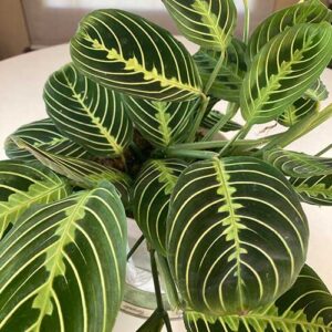 Prayer-Plant-Maranta-leuconeura