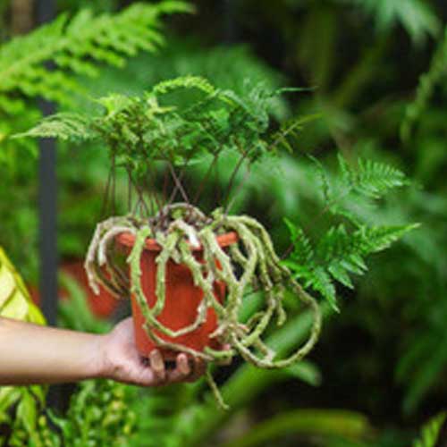 Rabbit’s-Foot-Fern