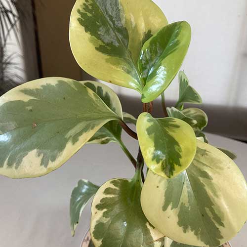 Radiator-Plant-Peperomia