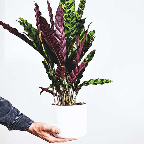 Rattlesnake-plant-calathea