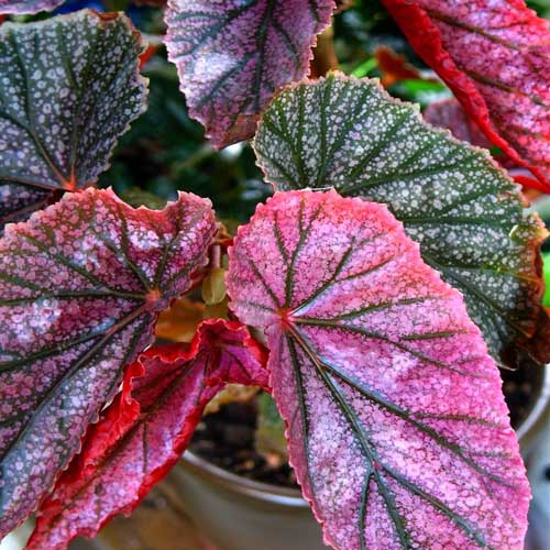 Rex Begonia