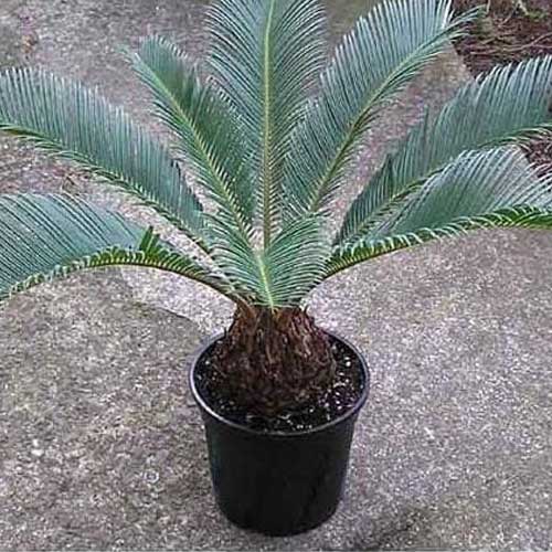 Sago Palm