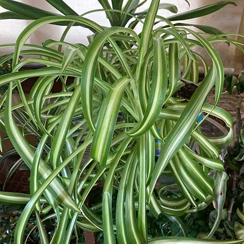 Spider Plant