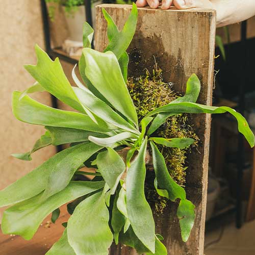 Staghorn-Fern