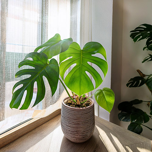 Swiss-Cheese-Plant-(Monstera-adansonii)