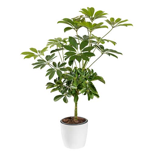 Umbrella Plant