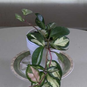 Variegated-Wax-Plant