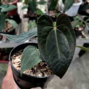 Velvet Cardboard Anthurium