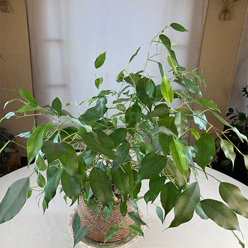 Weeping Fig Plant Care Guide 🌟 - Healthy Houseplants