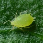 Aphids