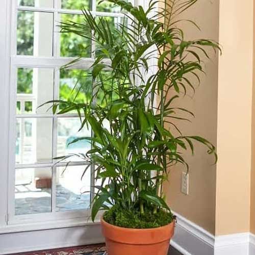 Bamboo Palm Care Guide Growing Chamaedorea seifrizii Indoors Healthy Houseplants