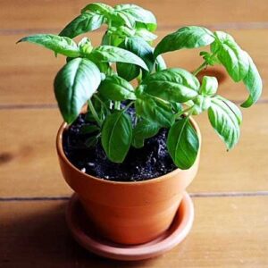 grow basil indoors