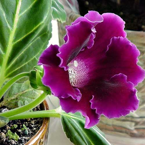 gloxinia plant